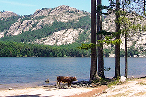 campeggio est della corsica campeggio est della corsica